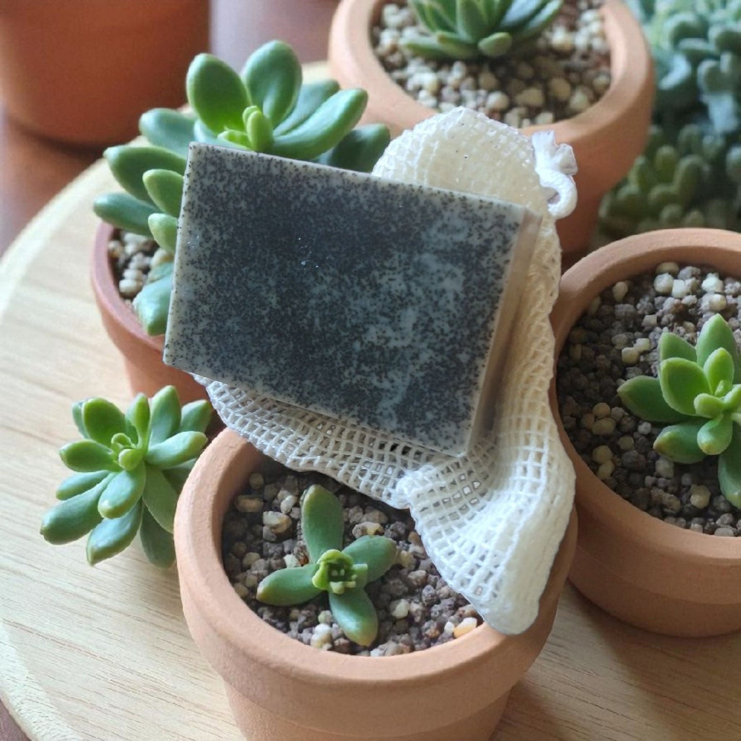 Tea bag hanging over a small potted succulent plant